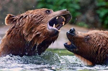 bear fight